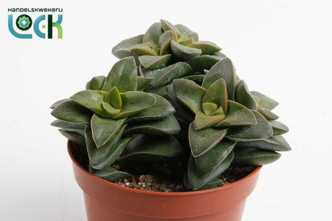 Crassula 'Springtime'