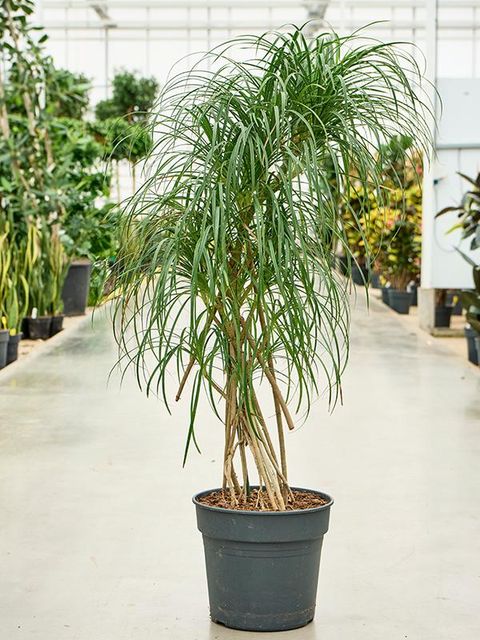 Pandanus stellatus