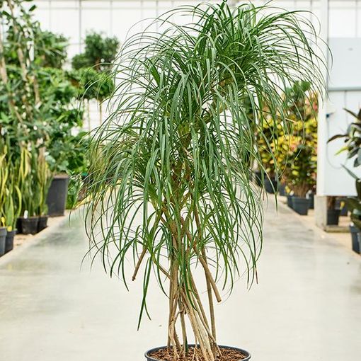 Pandanus stellatus