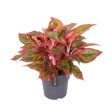 Aglaonema 'Jungle Lava'