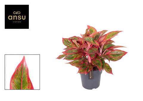 Aglaonema 'Jungle Lava'