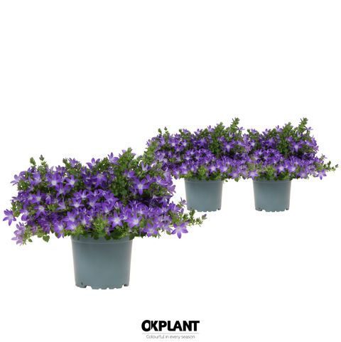 Campanula poscharskyana ADANSA PURPLE