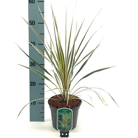 Cordyline australis 'Torbay Dazzler'