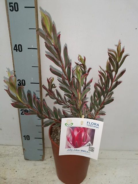 Leucadendron 'Jolly Joker'