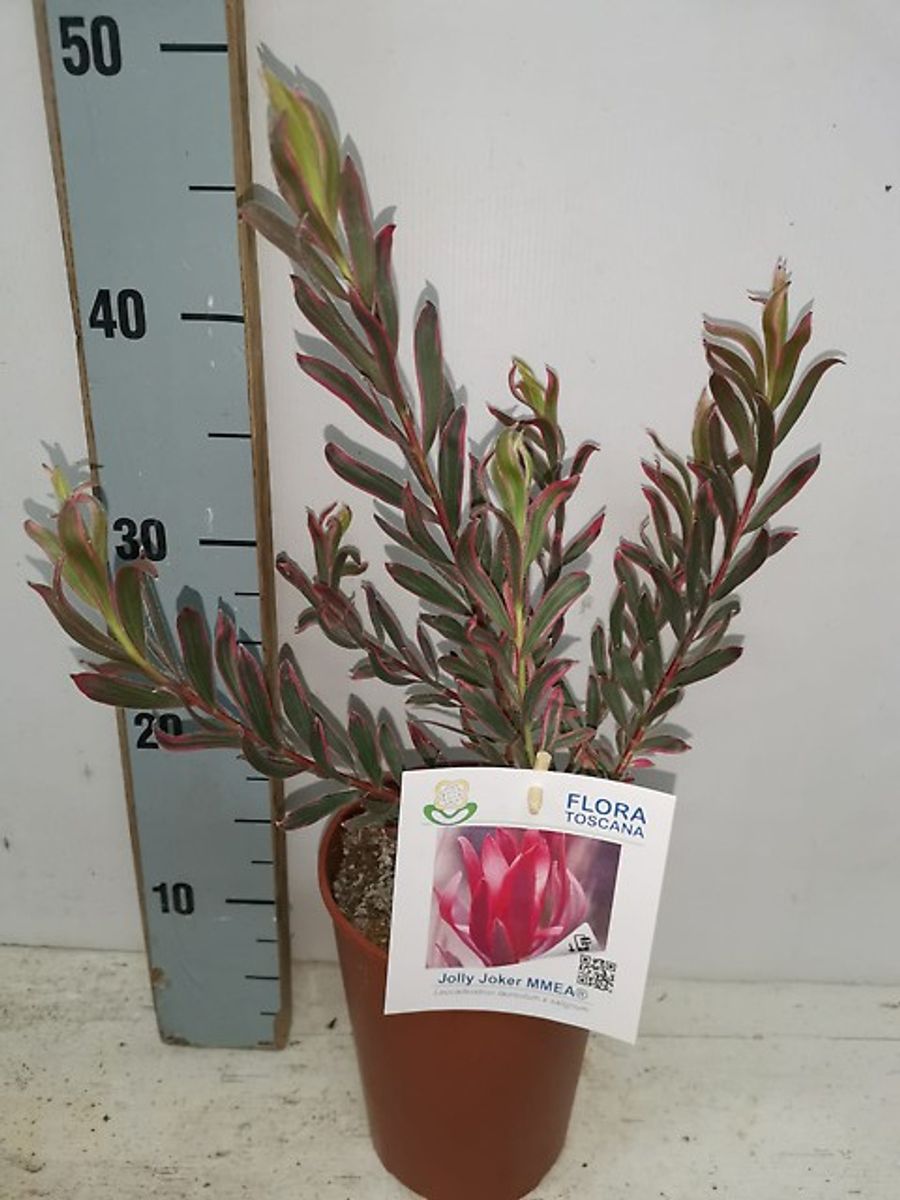 Leucadendron 'Jolly Joker' — Grossiste en Plantes FlorAccess