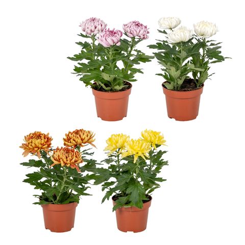 Chrysanthemum COSMO COMPACT MIX