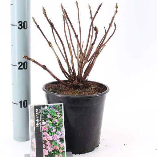 Hydrangea macrophylla 'Bouquet Rose' (About Plants Zundert BV)