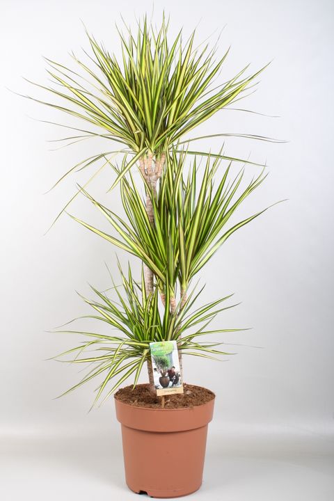 Dracaena marginata 'Sunray'