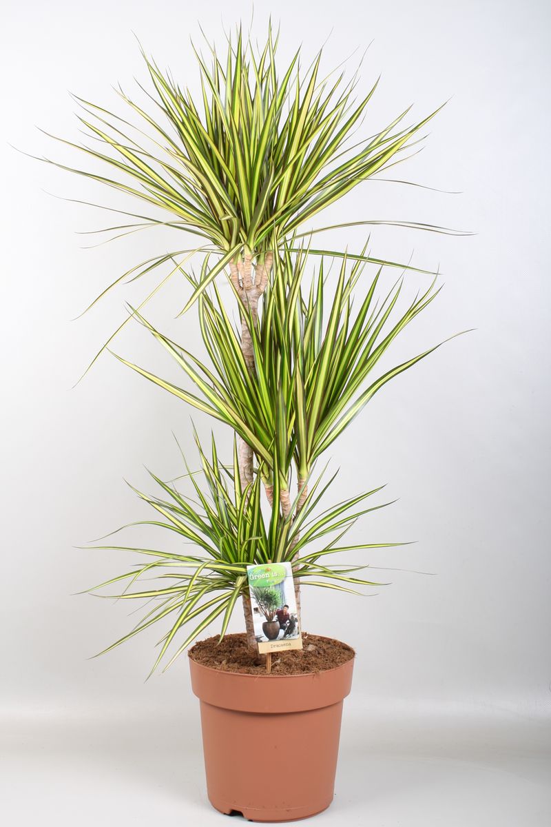 Dracaena marginata 'Sunray'  Plant Wholesale FlorAccess
