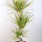 Dracaena marginata 'Sunray'