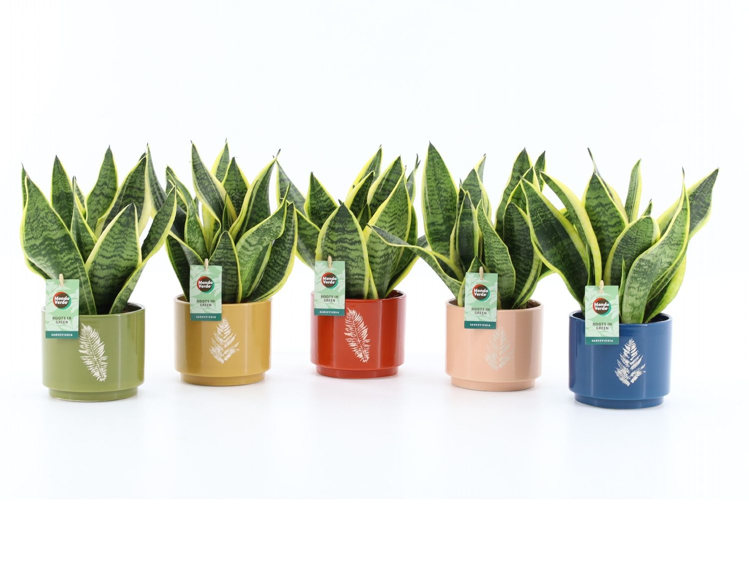 Sansevieria trifasciata 'Futura Superba' — Plant Wholesale FlorAccess