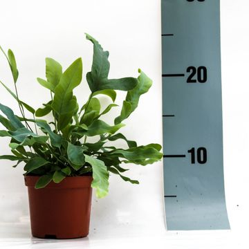 Phlebodium aureum 'Blue Star'