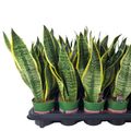 Sansevieria trifasciata 'Futura Superba'