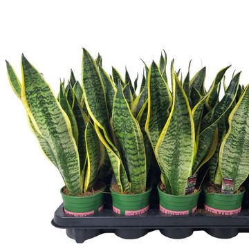 Sansevieria trifasciata 'Futura Superba'