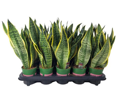 Sansevieria trifasciata 'Futura Superba'