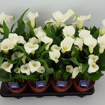 Zantedeschia 'Siberia'