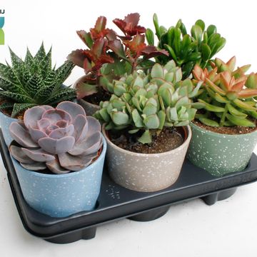 χυμώδη φυτά MIX IN POT