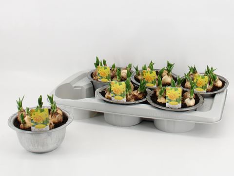 Нарцисс 'Tête Bouclé'