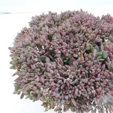 Sedum 'Painted Pebble'