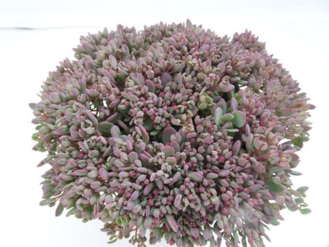 Sedum 'Painted Pebble'