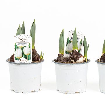 Tulipa 'White Prince'