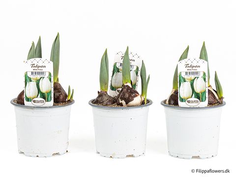 Tulipa 'White Prince'