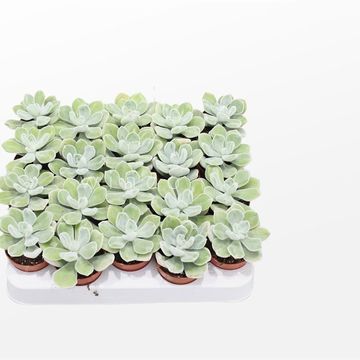 Echeveria pulvinata 'Frosty'