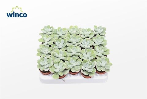Echeveria pulvinata 'Frosty'