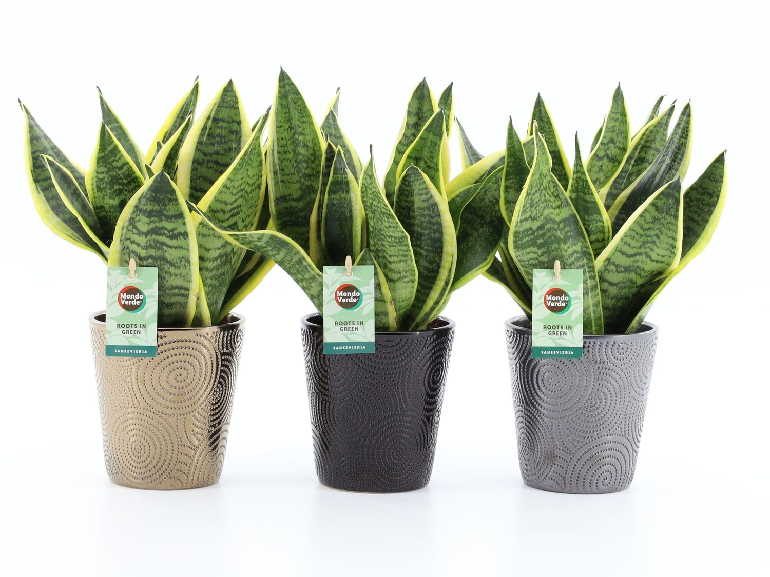 Sansevieria trifasciata 'Futura Superba' — Plant Wholesale FlorAccess