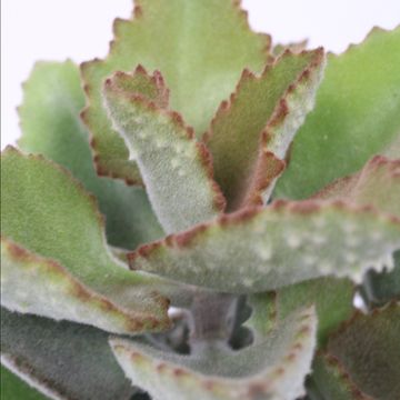 Kalanchoe beharensis 'Fang'