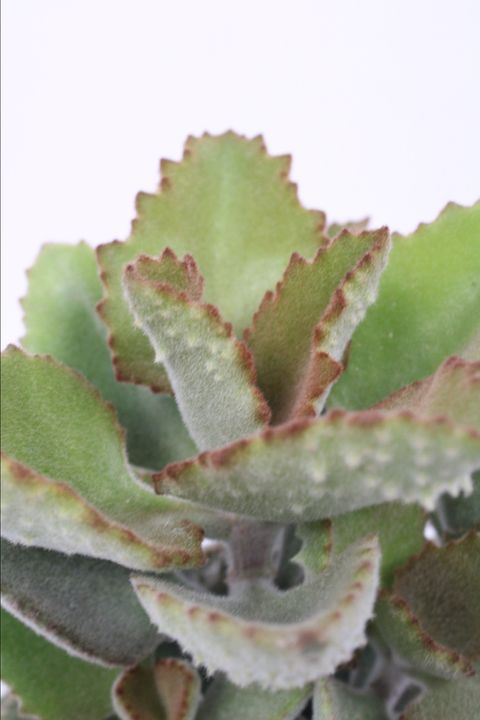 Kalanchoe beharensis 'Fang'