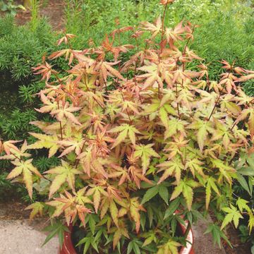 Acer palmatum 'Redwine'