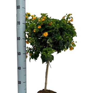 Lantana 'Silves Compact'
