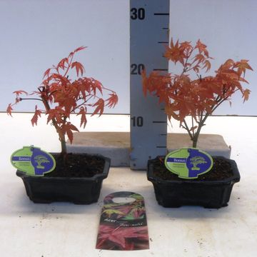 Acer palmatum 'Beni-maiko'