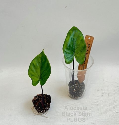 Alocasia macrorrhizos 'Black Stem'