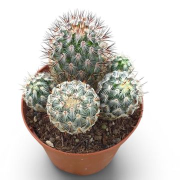 Mammillaria microhelia