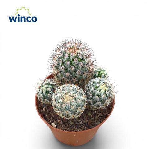 Mammillaria microhelia