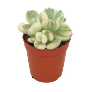 Cotyledon ladismithiensis 'Variegata'