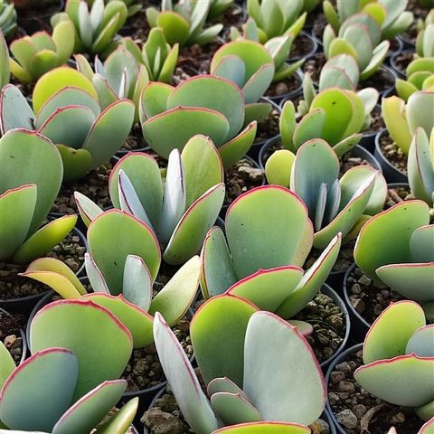 Cotyledon orbiculata