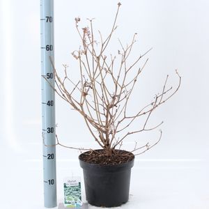 Viburnum plicatum 'Watanabe' (About Plants Zundert BV)
