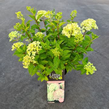 Hydrangea paniculata LITTLE LIME