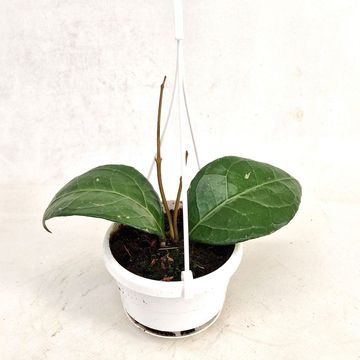 Hoya verticillata 'Lampung'