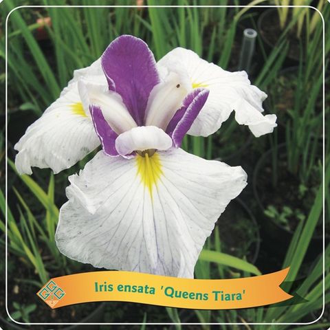 Iris ensata 'Queens Tiara'