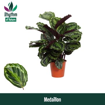 Calathea 'Medallion'