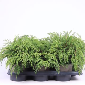 Microbiota decussata