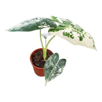 Alocasia micholitziana 'Frydek Variegata'