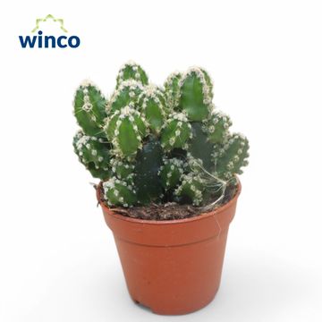 Cereus peruvianus 'Florida'