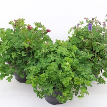 Aquilegia SPRING MAGIC MIX