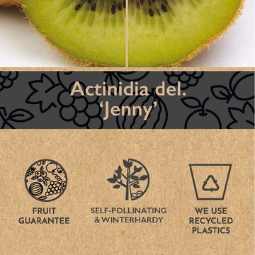 Actinidia deliciosa 'Jenny'