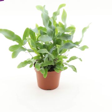 Phlebodium aureum 'Blue Star'